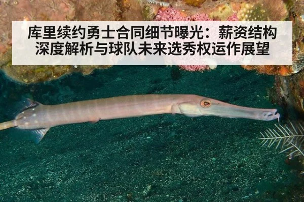 库里续约勇士合同细节曝光：薪资结构深度解析与球队未来选秀权运作展望