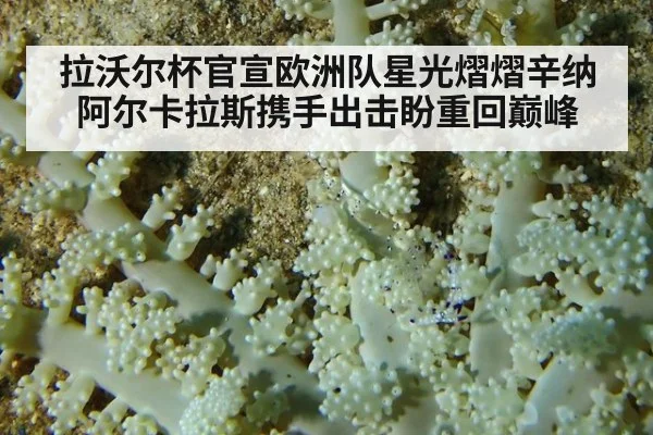 拉沃尔杯官宣欧洲队星光熠熠辛纳阿尔卡拉斯携手出击盼重回巅峰